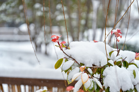 中国开封七盛角水系冬天雪景