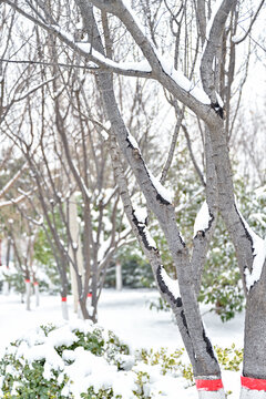 中国开封七盛角水系冬天雪景