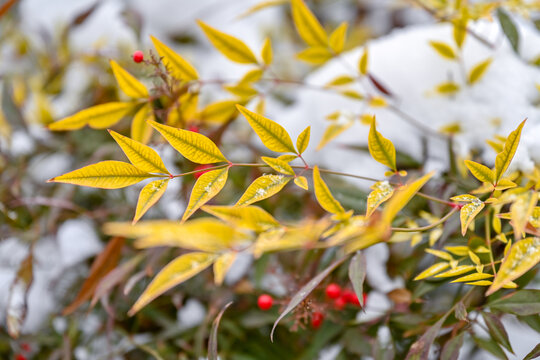 南天竹枝叶冬天下雪