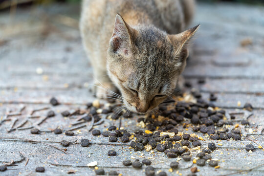 吃猫粮的小猫咪