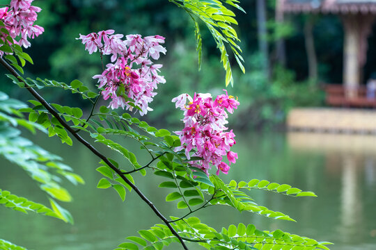 公园里盛开的节荚决明花