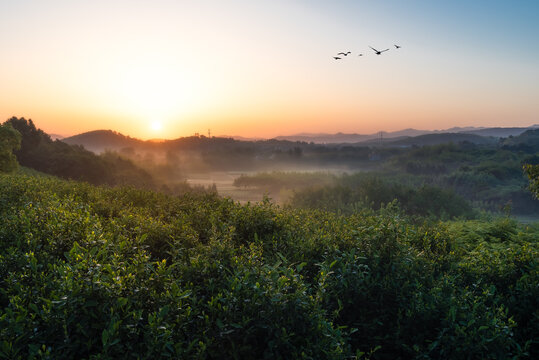 江苏溧阳茶园日出