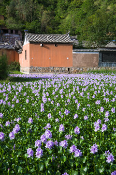 石屏县芦子沟村的凤眼莲水葫芦花