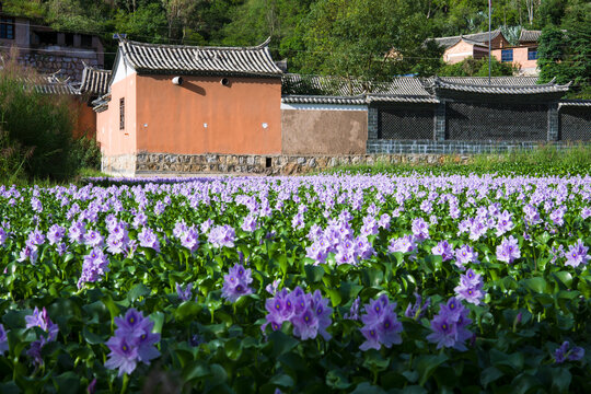 石屏县芦子沟村的凤眼莲水葫芦花