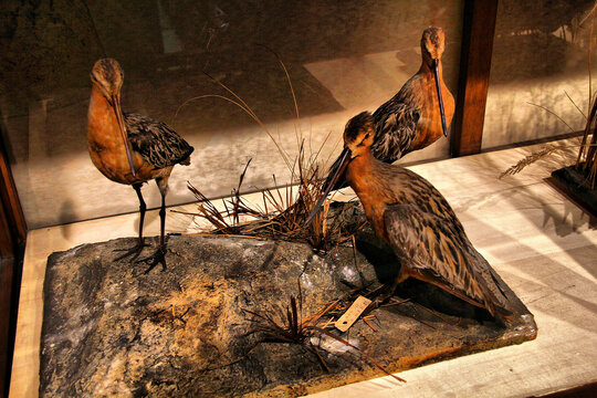 黑龙江博物馆鸟类标本