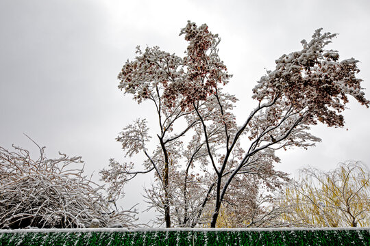 济南的冬天大明湖雪景
