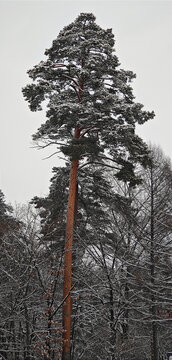 风雪苍松