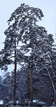 雪后苍松