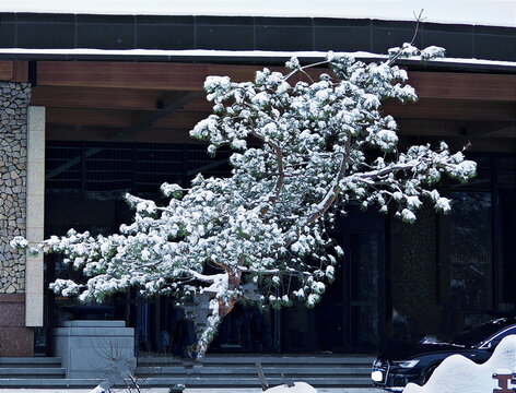 风雪迎客松