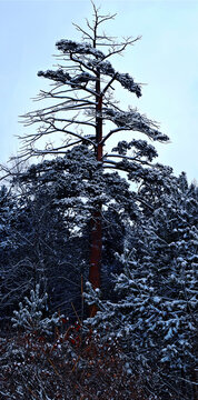 风雪长白山