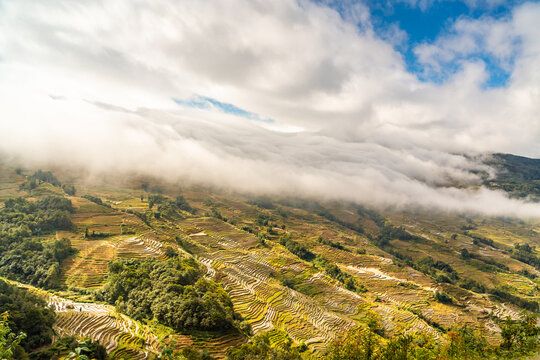 云南元阳坝达梯田的风景