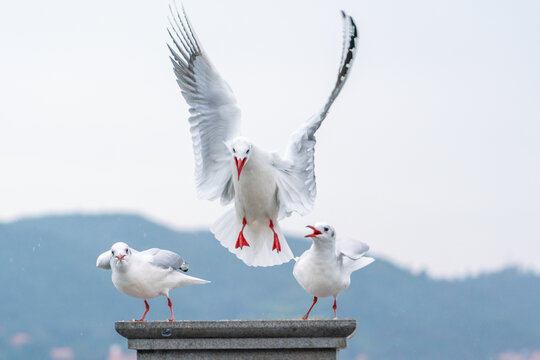 空中展翅飞翔的海鸥