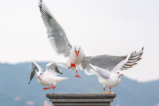 空中展翅飞翔的海鸥