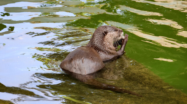 水獭