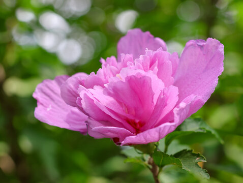 木槿花