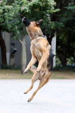 温驯大型犬