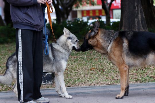 德国牧羊犬和捷克狼犬亲热