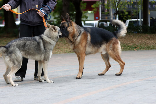 德国牧羊犬和捷克狼犬