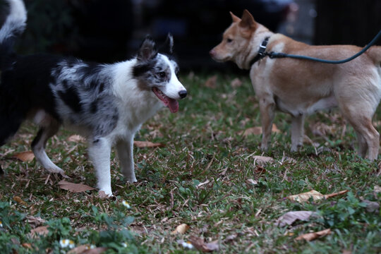 田园犬和串串狗