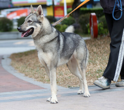 非常听话的捷克狼犬