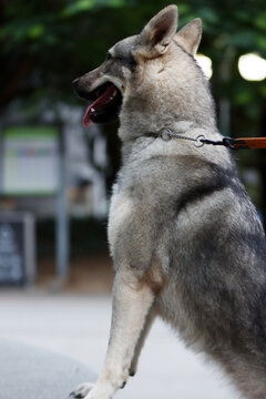 霸气的捷克狼犬