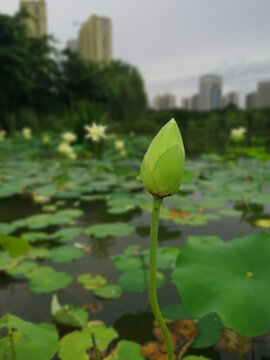 荷花花苞