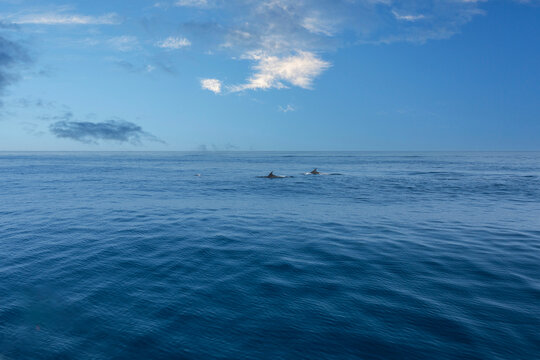 蓝天白云阿曼湾海豚
