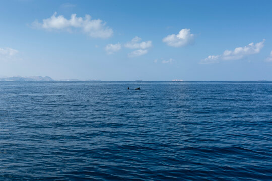 蓝天白云阿曼湾海豚