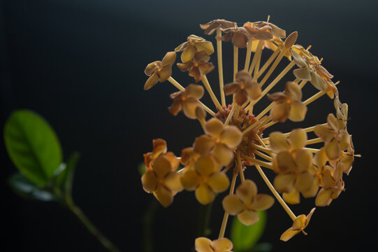 小叶龙船花原片直出