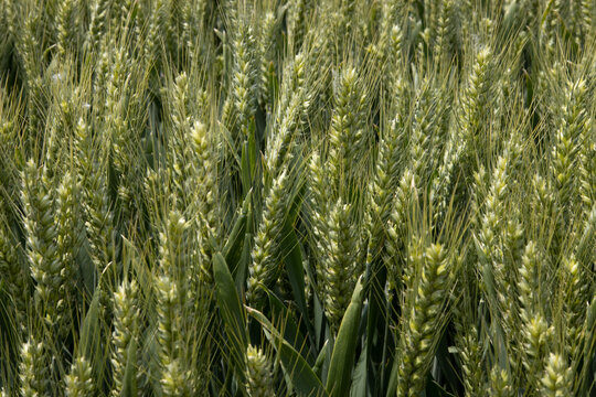 小麦实拍麦地麦田丰收细节
