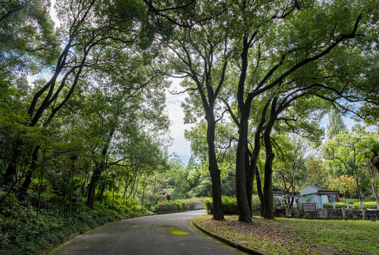 林中小路