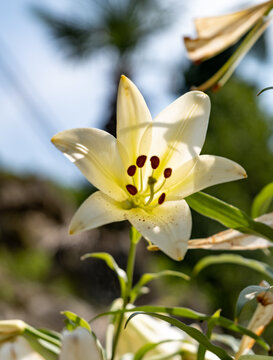 百合花