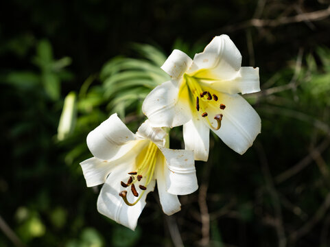 百合花