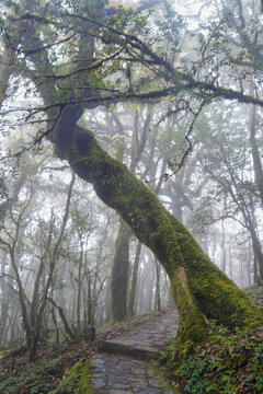 金山原始森林