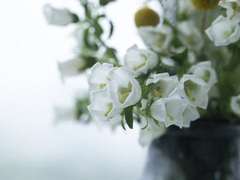 素雅白风铃花