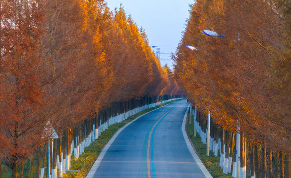 自在大道秋天晨景