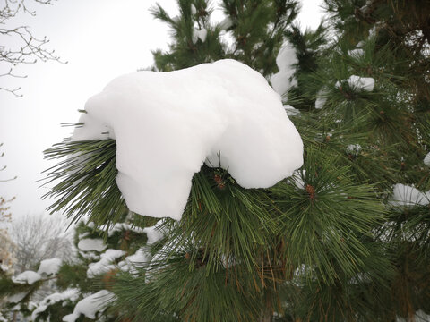 雪景