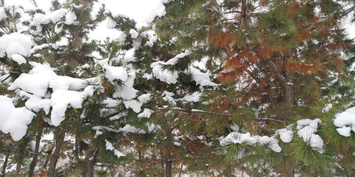 松树上的雪