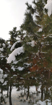 松树上的雪