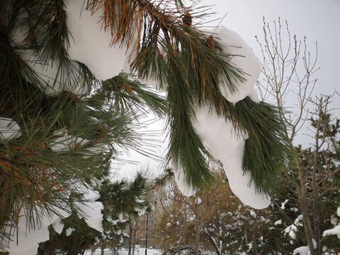 雪景