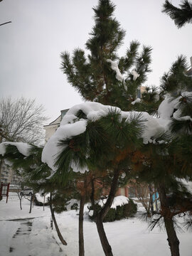 松树上的雪