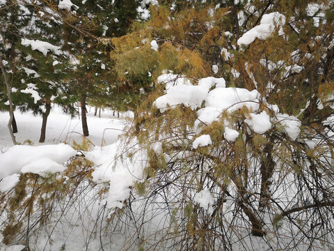 雪景