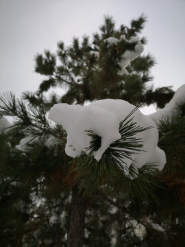 雪景