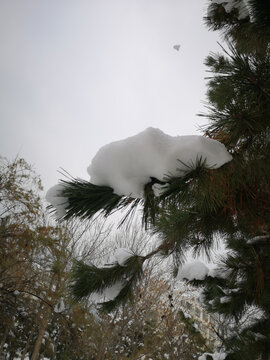 雪景