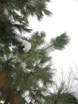 树上的积雪