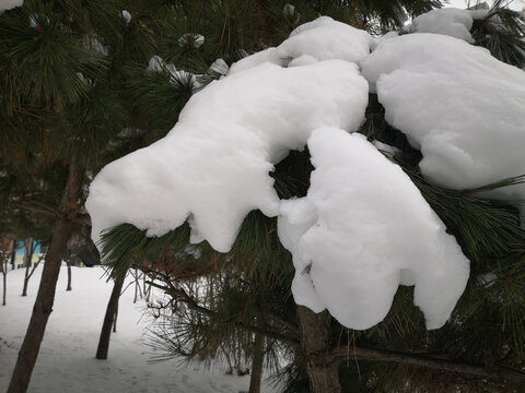 树上的积雪