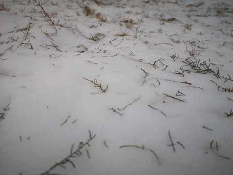 草地上的雪