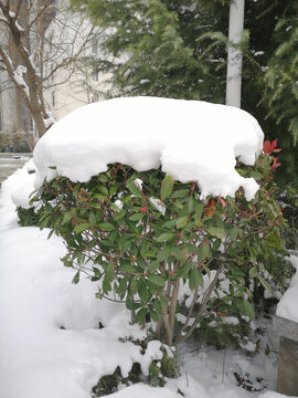 公园雪景