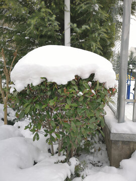 公园雪景