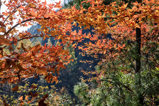 秋日山林